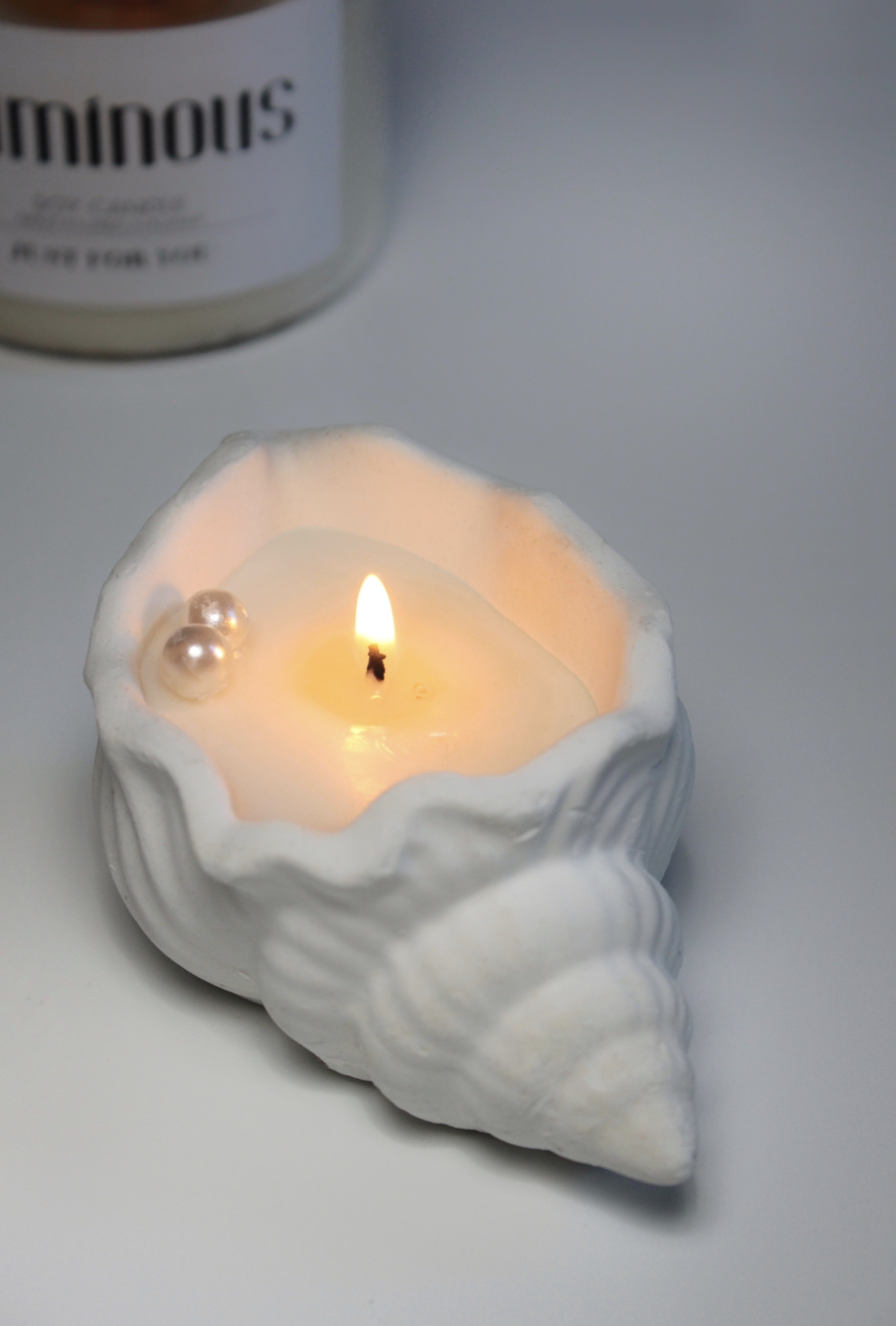 Tulip Shell small